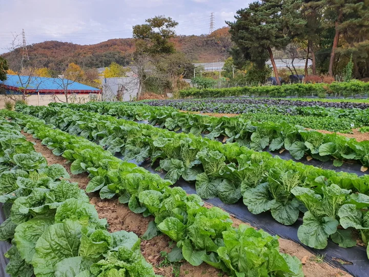 어여비주말농장
